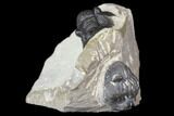 Detailed Gerastos Trilobite Fossil - Morocco #141791-1